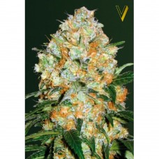 Bubblegum+ Pro auto feminised (Victory Seeds)