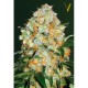 Семена марихуаны Bubblegum+ Pro autofem. Victory Seeds