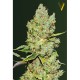 Семена марихуаны Critical autofem. Victory Seeds