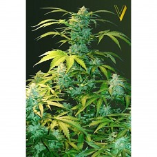 Heaven auto feminised (Victory Seeds)