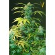 Насіння марихуани Heaven autofem. Victory Seeds