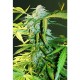 Насіння марихуани Heaven autofem. Victory Seeds
