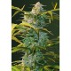 Насіння марихуани Heaven autofem. Victory Seeds