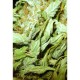 Насіння марихуани Heaven autofem. Victory Seeds
