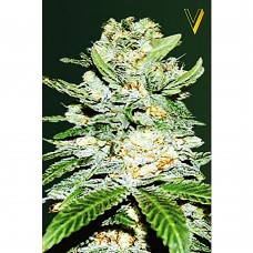 Jack Hammer auto feminised (Victory Seeds)