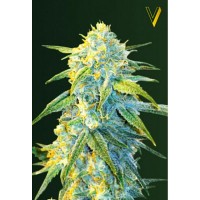 Northern Light auto feminised (Victory Seeds)