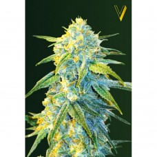 Northern Light auto feminised (Victory Seeds)