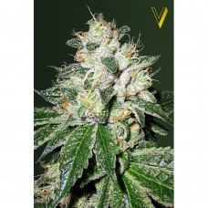 OG Kush auto feminised (Victory Seeds)