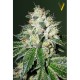 Семена марихуаны OG Kush autofem. Victory Seeds