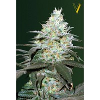 Original Berry auto feminised (Victory Seeds)