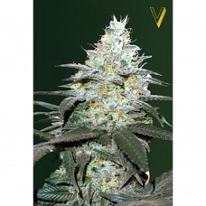 Original Berry auto feminised (Victory Seeds)