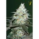 Семена марихуаны Original Berry autofem. Victory Seeds