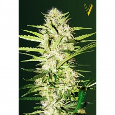 Parmesan auto feminised (Victory Seeds)