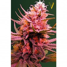 Seemango auto feminised (Victory Seeds)