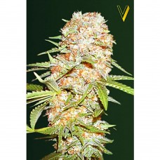 Super Extra Skunk auto feminised (Victory Seeds)