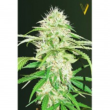 Super Mazar auto feminised (Victory Seeds)
