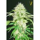 Насіння марихуани Super Mazar autofem. Victory Seeds