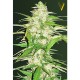 Насіння марихуани Ultra Power Plant autofem. Victory Seeds