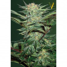 White Widow auto feminised (Victory Seeds)