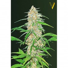AK-77V feminised (Victory Seeds)