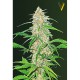 Насіння марихуани AK-77V fem. Victory Seeds