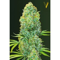 Amnesia Haze feminised (Victory Seeds)