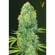 Семена марихуаны Amnesia Haze fem. Victory Seeds