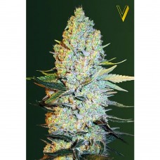 Amnesium feminised (Victory Seeds)