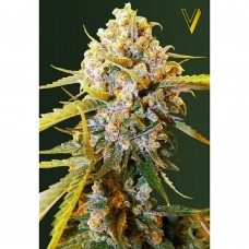 Biggest Bud feminised (Victory Seeds)