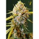 Семена марихуаны Biggest Bud fem. Victory Seeds