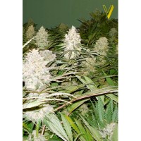 Bubblegum+ Pro feminised (Victory Seeds)
