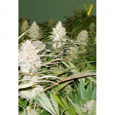 Bubblegum+ Pro feminised (Victory Seeds)