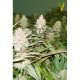 Насіння марихуани Bubblegum+ Pro fem. Victory Seeds