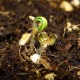 Насіння марихуани Bubblegum+ Pro fem. Victory Seeds