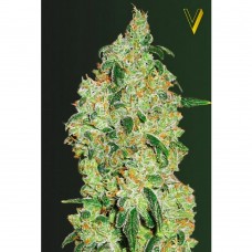 Green Wild Shark feminised (Victory Seeds)