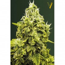 Jack Hammer feminised (Victory Seeds)