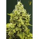 Насіння марихуани Jack Hammer fem. Victory Seeds