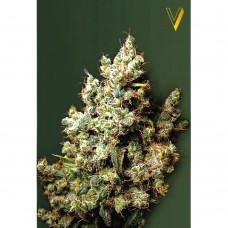 Northern Light feminised (Victory Seeds)