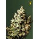 Насіння марихуани Northern Light fem. Victory Seeds