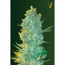 OG Kush feminised (Victory Seeds)