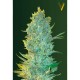 Семена марихуаны OG Kush fem. Victory Seeds