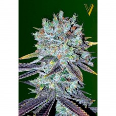 Original Berry feminised (Victory Seeds)