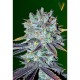 Насіння марихуани Original Berry fem. Victory Seeds