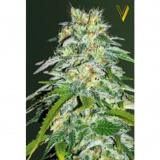 Parmesan feminised (Victory Seeds)