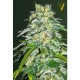 Насіння марихуани Parmesan fem. Victory Seeds