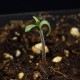 Насіння марихуани Parmesan fem. Victory Seeds