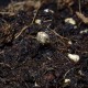 Насіння марихуани Parmesan fem. Victory Seeds
