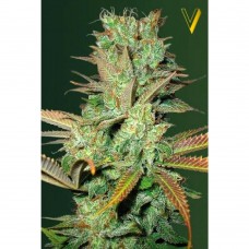 Seemango feminised (Victory Seeds)