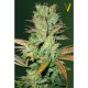 Насіння марихуани Seemango fem. Victory Seeds