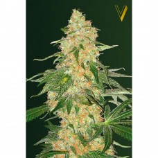 Super Extra Skunk feminised (Victory Seeds)